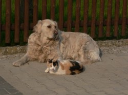 hund-und-katze